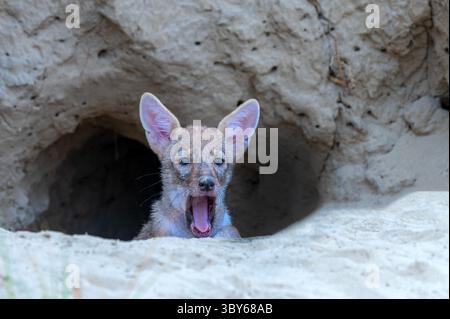 Le chacal doré, également appelé chacal commun, est un canidé ressemblant à un loup et originaire d'Eurasie. Banque D'Images