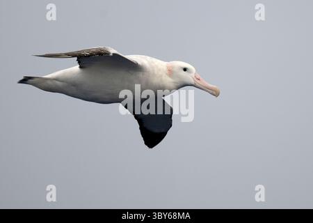 Un albatros errant (Diomedea exulans) vole près d'un navire de croisière d'expédition dans le passage de Drake entre la pointe sud de l'Amérique du Sud et le A. Banque D'Images
