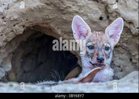 Le chacal doré, également appelé chacal commun, est un canidé ressemblant à un loup et originaire d'Eurasie. Banque D'Images