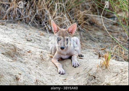Le chacal doré, également appelé chacal commun, est un canidé ressemblant à un loup et originaire d'Eurasie. Banque D'Images