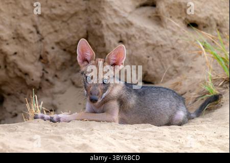 Le chacal doré, également appelé chacal commun, est un canidé ressemblant à un loup et originaire d'Eurasie. Banque D'Images