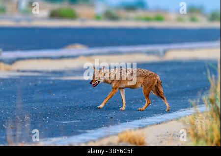 Le chacal doré, également appelé chacal commun, est un canidé ressemblant à un loup et originaire d'Eurasie. Banque D'Images