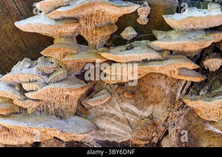 Gros plan de champignons de parenthèse poussant sur une souche d'arbre coupée. Les champignons sont empilés et texturés. Grain de bois visible. Banque D'Images