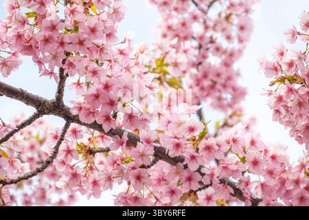 Cerisier Sakura en pleine floraison à Tokyo, Japon. Banque D'Images