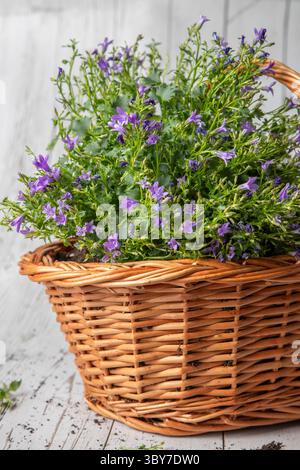 petites fleurs sauvages violettes dans un panier en osier, dans un fond rustique de tableaux blancs à la lumière chaude du soleil Banque D'Images