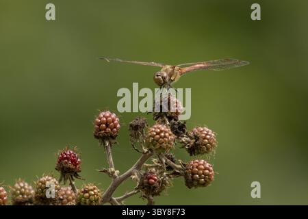 Libellule dard commun (Sympetrum striolatum) insecte adulte reposant sur une mûre en été, Angleterre, Royaume-Uni Banque D'Images