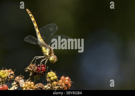 Libellule dard commun (Sympetrum striolatum) insecte adulte reposant sur une mûre en été, Angleterre, Royaume-Uni Banque D'Images