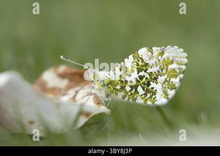 Papillon orange (Anthocharis cardamines) insecte adulte reposant sur un jardin pétale d'arbre Magnolia sur une pelouse au printemps, Angleterre, Royaume-Uni Banque D'Images