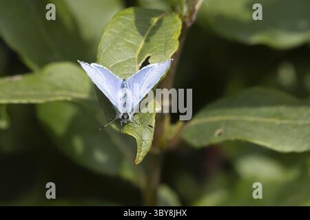Papillon bleu houx (Celastrina argiolus) insecte adulte reposant sur une feuille de plante dans un jardin, Angleterre, Royaume-Uni Banque D'Images