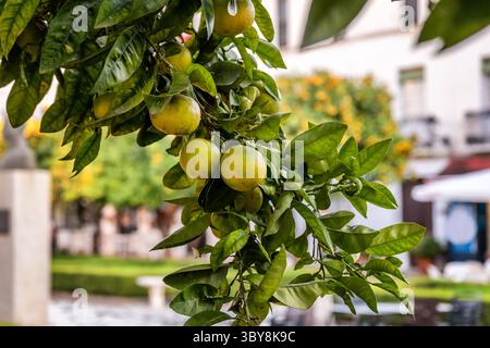 Oranges fraîches sur l'arbre. Orangers sur place dans la vieille ville de Marbella, une ville de la province de Malaga, Andalousie, Espagne Banque D'Images