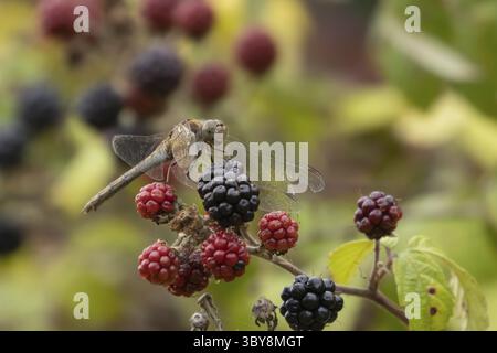 Libellule dard commun (Sympetrum striolatum) insecte adulte reposant sur une mûre en été, Angleterre, Royaume-Uni Banque D'Images
