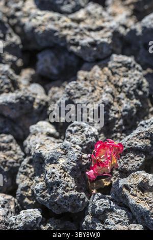 Premiers lichens et plantes d’une nouvelle végétation sur la coulée de lave refroidie à Mancha Blanca Banque D'Images
