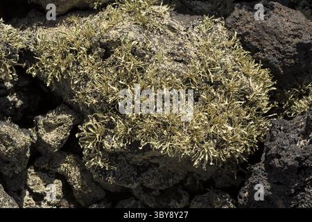Premiers lichens et plantes d’une nouvelle végétation sur la coulée de lave refroidie à Mancha Blanca Banque D'Images