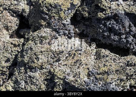 Premiers lichens et plantes d’une nouvelle végétation sur la coulée de lave refroidie à Mancha Blanca Banque D'Images