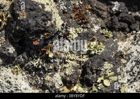Premiers lichens et plantes d’une nouvelle végétation sur la coulée de lave refroidie à Mancha Blanca Banque D'Images