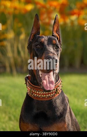 Alertez Doberman dans Decorative Collar à l'extérieur Banque D'Images