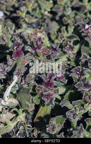 Premiers lichens et plantes d’une nouvelle végétation sur la coulée de lave refroidie à Mancha Blanca Banque D'Images