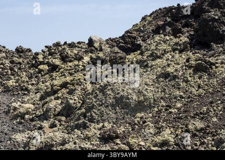 Premiers lichens et plantes d’une nouvelle végétation sur la coulée de lave refroidie à Mancha Blanca Banque D'Images