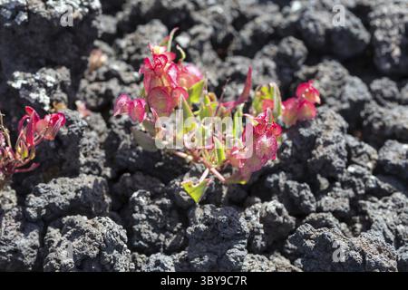 Premiers lichens et plantes d’une nouvelle végétation sur la coulée de lave refroidie à Mancha Blanca Banque D'Images