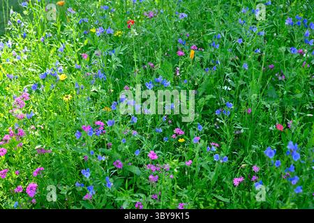 Un mélange coloré de tapisseries estivales de plantes annuelles robustes cultivées pour ressembler à une prairie de fleurs sauvages fleuries UK juillet Banque D'Images