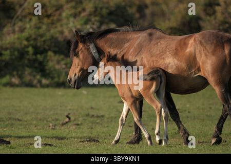Un grand cheval de châtaignier New Forest en liberté avec son jeune poney qui se tient à proximité alors qu'ils marchent à travers Plaitford Common hampshire Angleterre. Banque D'Images