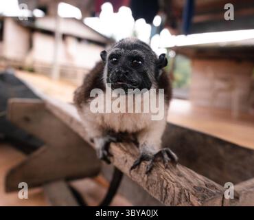 4 juillet 2021, Nuqui, Choco, Colombie : un tamarin à dessus de coton est vu dans le territoire de la communauté indigène Embera Kipara le 4 juillet 2021 à Nuqui - Choco, Colombie (crédit image : © Juan Hortua/LongVisual via ZUMA Press Wire) Banque D'Images