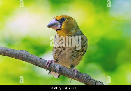 Berlin, Allemagne. 01 juillet 2025. Un jeune faucon (Coccothraustes coccothraustes) assis sur une branche. Crédit : Hauke Schröder/dpa/Alamy Live News Banque D'Images