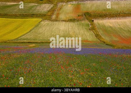 Géométries naturelles des plantes à fleurs et limites dans les champs cultivés, Castelluccio di Norcia, Monts Sibillini, Ombrie, Italie Banque D'Images