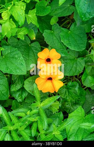 Fleurs de la black-eyed Susan (Thunbergia alata) Banque D'Images