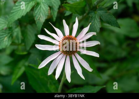 Pourpre pâle (Echinacea pallida) Banque D'Images