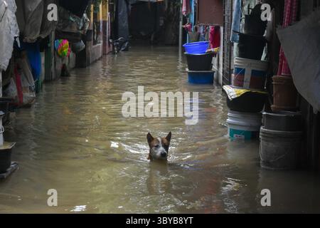 26 juin 2021, Kolkata, Bengale occidental, Inde : un chien de rue fait son chemin à travers une ruelle inondée à Kolkata, Inde , le 26 juin 2021 . La marée haute sur le Gange a provoqué des inondations massives dans diverses parties des zones de basse altitude sur la rive du Gange à Kolkata (crédit image : © Debarchan Chatterjee/ZUMA Press Wire) Banque D'Images