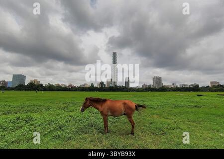 17 août 2021, Kolkata, Inde : un cheval pèle un champ alors que des nuages de pluie couvrent le paysage urbain de Kolkata, Inde, le 17 août 2021 . Kolkata et d'autres endroits au-dessus de l'avion du gange ont reçu une quantité record de pluie , provoquant des inondations dans diverses parties de l'état . Un scientifique estime que ce résultat est dû à l'augmentation des effets du réchauffement climatique sur l'Inde et d'autres régions du monde, selon un rapport des médias (crédit image : © Debarchan Chatterjee/ZUMA Press Wire) Banque D'Images