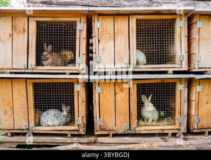 Cages en bois avec des lapins assis dedans Banque D'Images