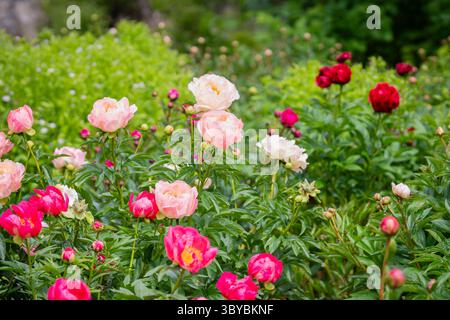Parterre de plantes pivoines. Un grand lit de pivoines en fleurs. Fleurs de pivoines colorées mélangées. Banque D'Images