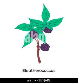 Feuilles vertes d'éleuthérocoque ou de ginseng sibérien et grappes de baies pourpre foncé sur fond blanc de tige brune Illustration de Vecteur