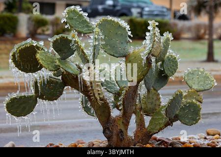 1er février 2023, Cedar Park, Texas, États-Unis : un cactus est recouvert de glace après une pluie verglaçante qui a soufflé dans le centre du Texas avec jusqu'à Ã¦ pouce de glace pendant la nuit, forçant les fermetures d'écoles et d'entreprises. Plus de 130 000 sont sans électricité à travers la zone métropolitaine d'Austin mercredi matin. (Crédit image : © Scott Coleman/ZUMA Press Wire) Banque D'Images