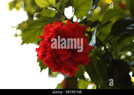 La photographie présente une vue rapprochée d'une fleur d'hibiscus rouge vif. La fleur est entièrement fleurie, affichant de nombreux pétales volants. Banque D'Images