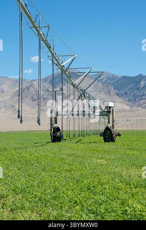 Irrigation à pivot central sur un champ de luzerne dans le centre-sud de l'Idaho Banque D'Images