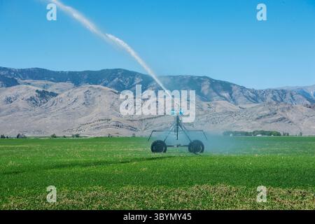 Système d'irrigation à pivot central dans le champ de luzerne dans le centre-sud de l'Idaho Banque D'Images