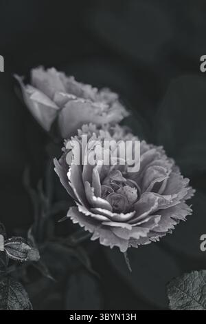 Une lumière délicate saisit les pétales texturés d'une rose rose Grootendorst rose dans ce portrait en noir et blanc. Banque D'Images
