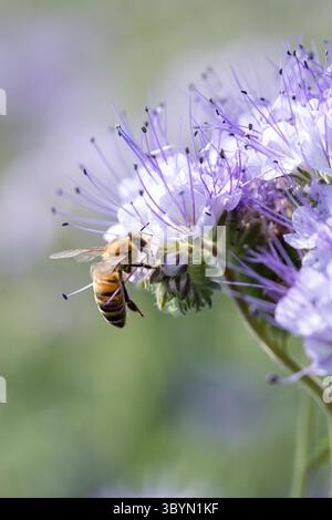 Gros plan de fleurs sauvages violettes (Phacelia tanacetifolia) avec abeille dans un champ, avec un fond floral flou Banque D'Images