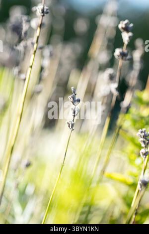 lavande sèche dans la lumière du soleil peu profonde mise au point image florale rêveuse en position verticale Banque D'Images