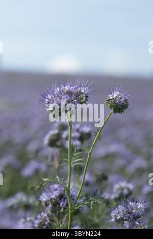 Gros plan de fleurs sauvages violettes (Phacelia tanacetifolia) dans un champ, avec une orientation verticale floue de fond floral Banque D'Images