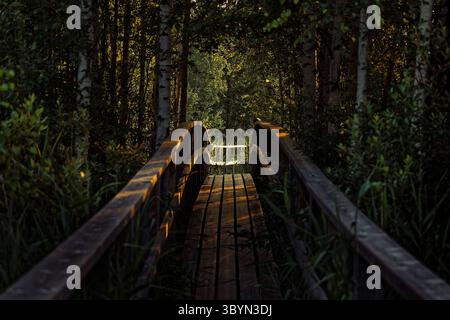 La lumière dorée du soir filtre à travers une forêt finlandaise sereine. Un chemin tranquille dans le calme de la nature. Banque D'Images