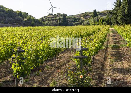 Vignoble à Turkiye avec des vignes vertes, éolienne en arrière-plan et ciel bleu clair. Des rangées de vignes mènent à une colline pittoresque. Banque D'Images