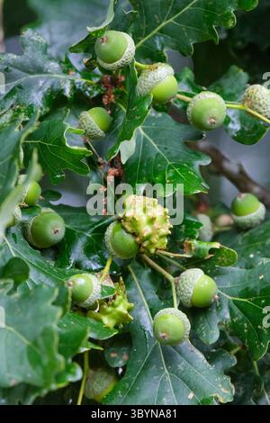 Glands mutants ridés appelés Galles de Knopper sur un chêne produit par la larve de la guêpe de Knopper, Andricus quercuscalicis, Banque D'Images