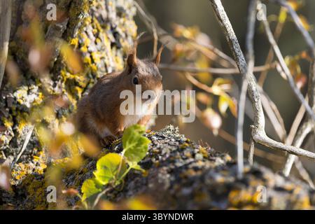 Eichhörnchen, Europäisches Eichhörnchen, Eurasisches Eichhörnchen, Sciurus vulgaris, écureuil roux européen, écureuil roux, écureuil d'EURAS Banque D'Images