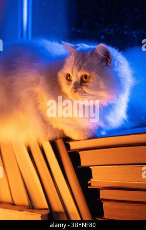 Chat moelleux blanc reposant sur une pile de livres en papier, pluie nocturne dans la fenêtre, automne Banque D'Images