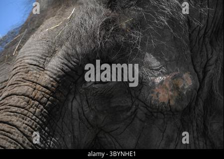 Le profil et l'oeil d'un éléphant d'Asie. Gros plan. Banque D'Images