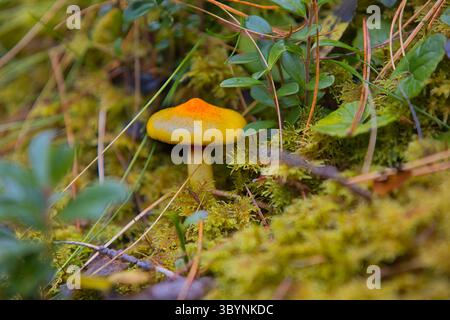 Hygrophorus dans une forêt du Tyrol du Sud. Banque D'Images